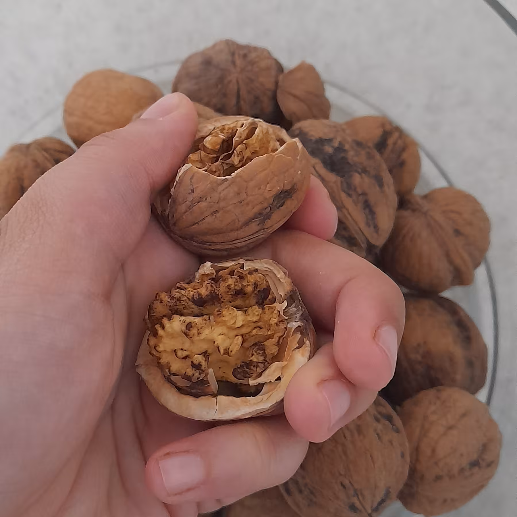 گردو ارمسالی ودرجه1