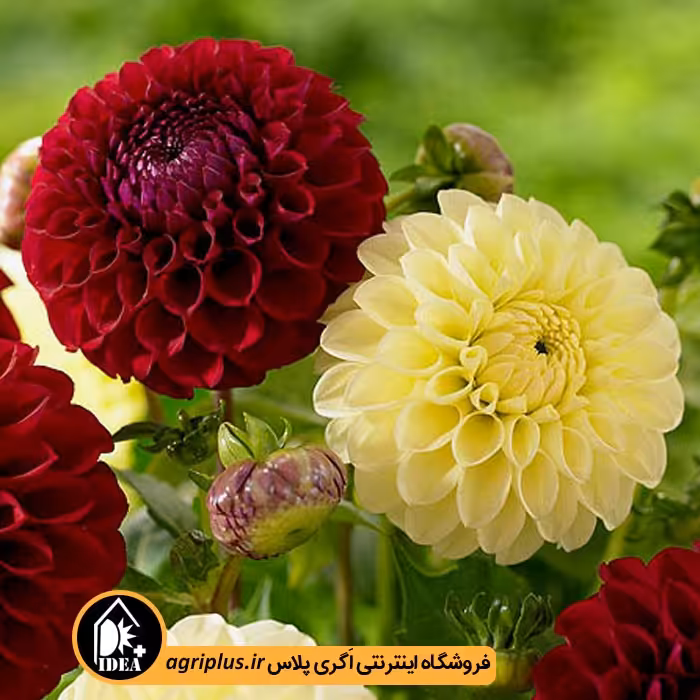 بذر گل کوکب (یکساله) بذری بسته بندی خانگی