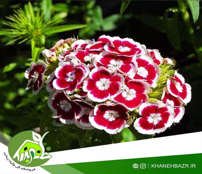 بذر قرنفل الوان - خانه بذر | فروشگاه بذر وارداتی گل و گیاه زینتی 1404
