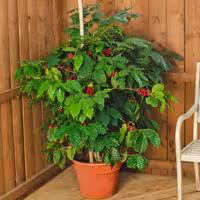 بذر قهوه عربی وانیا سید مدل N122