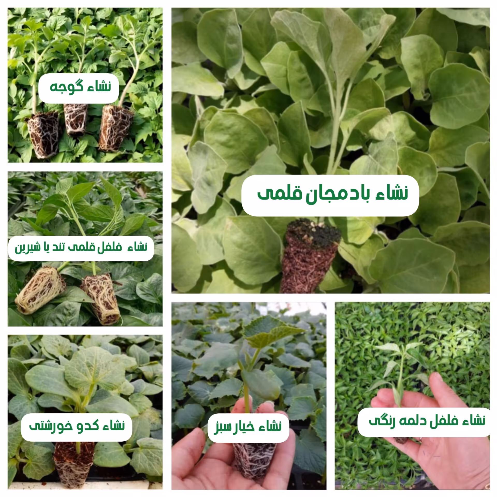 نشا گوجه نشافلفل نشا کدو نشا بادمجان نسافلفل دلمه نشا خیار پک 6 مدل نشا 5 عددی(نشاء صیفی جات)