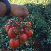 بذر گوجه فرنگی کراس