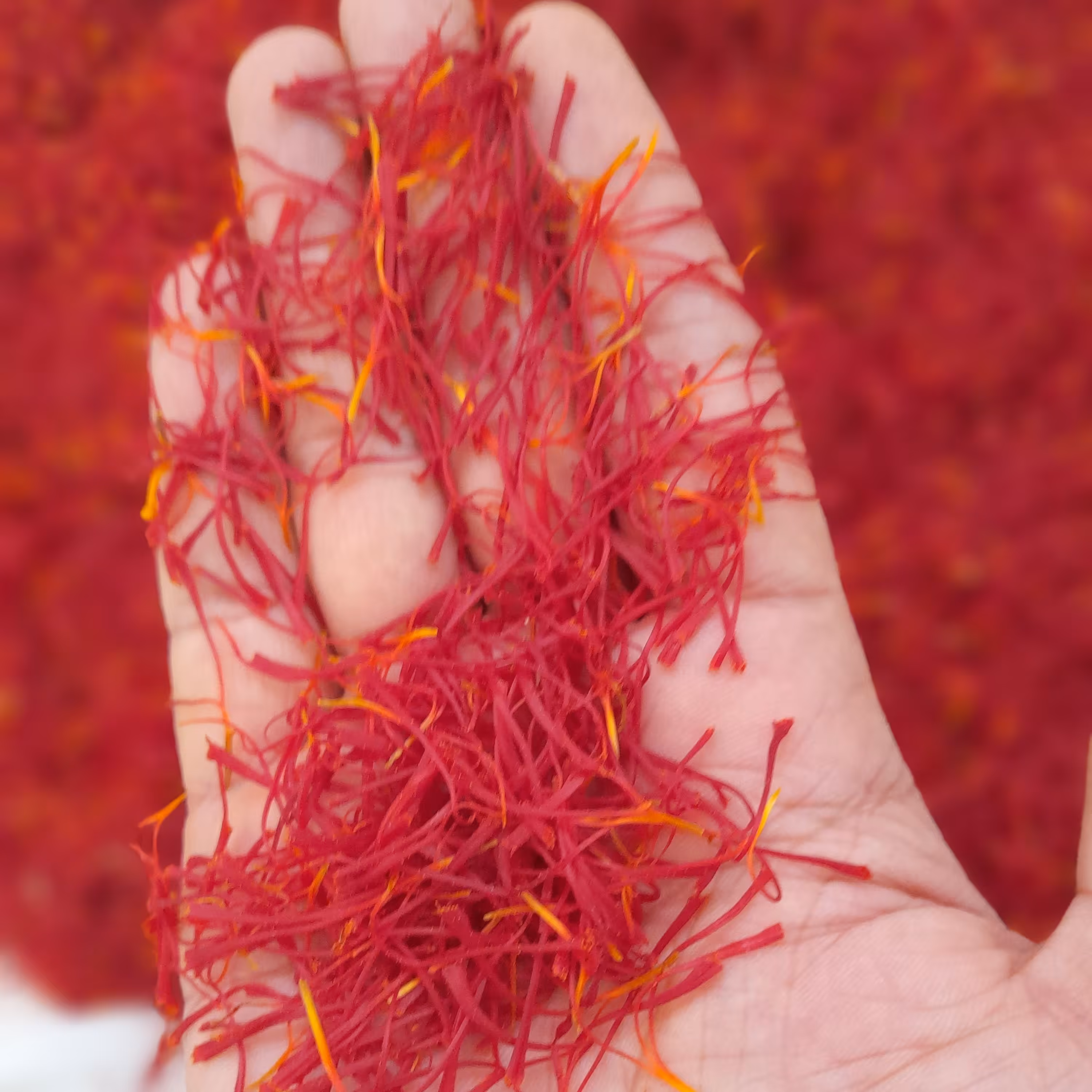 زعفران پوشال فله ای امسالی 1402