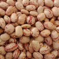 لوبیا چیتی اورگانیک