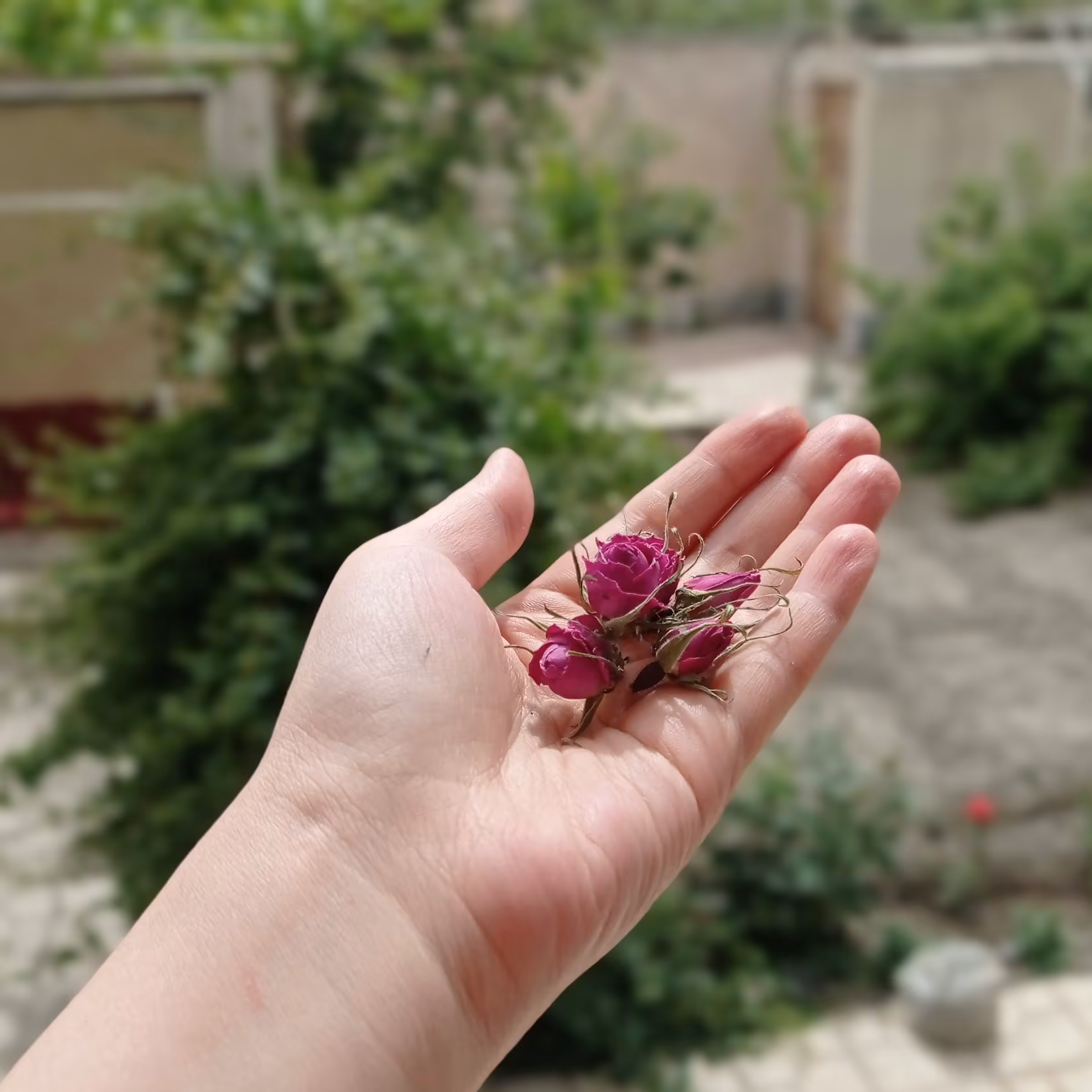 غنچه گل محمدی