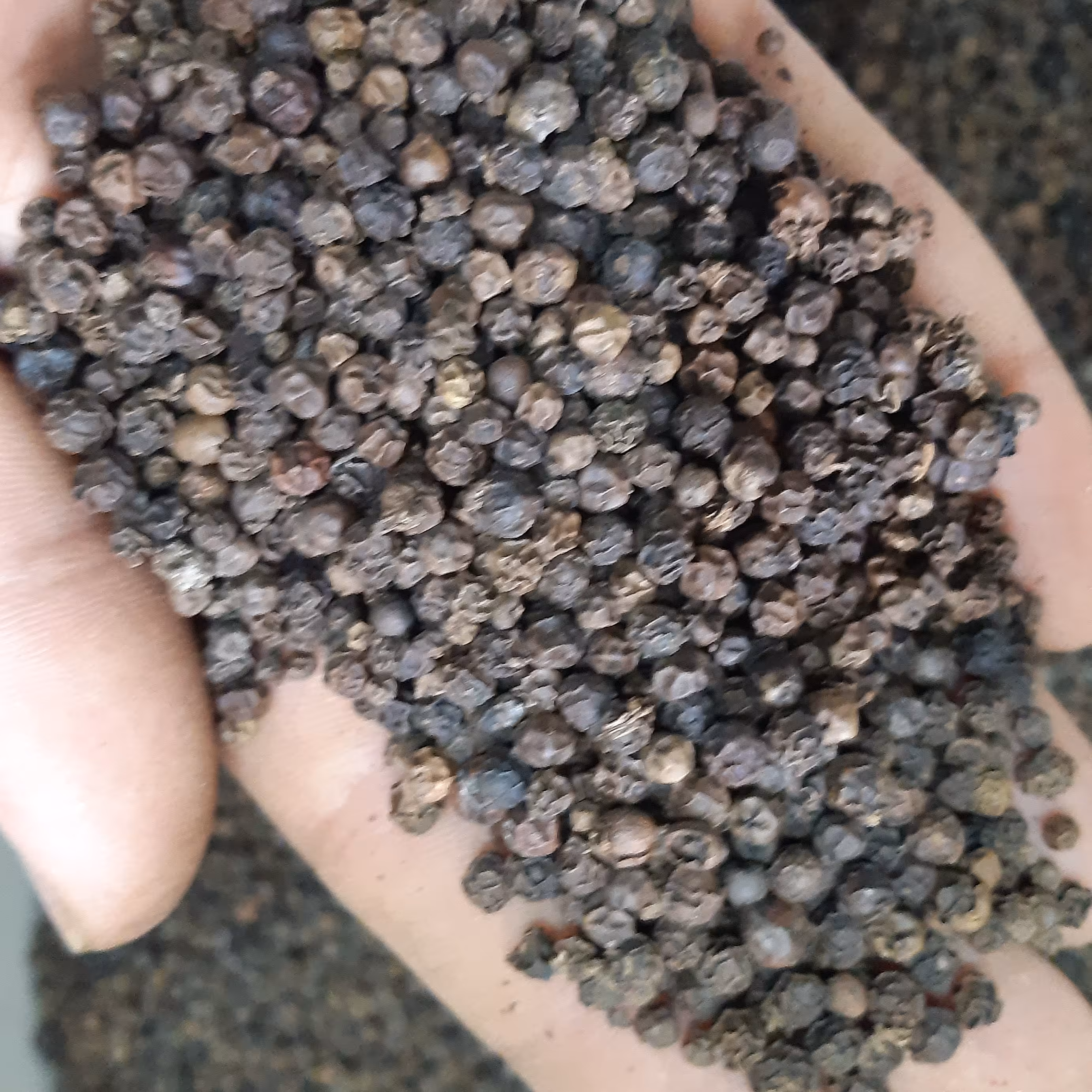 فلفل سیاه 5میل (10کیلویی)