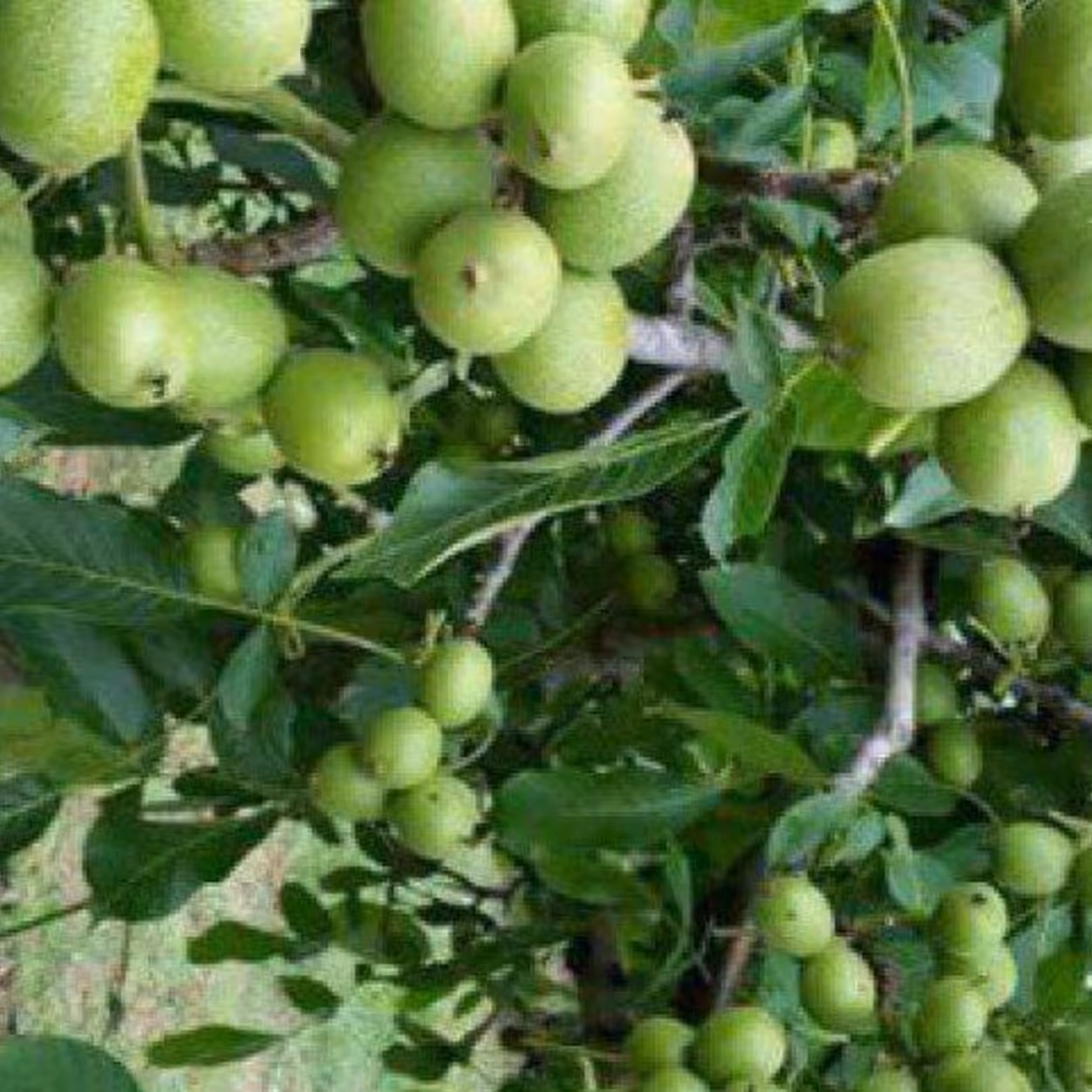 نهال گردو خوشه ای اسرائیلی 5 ساله بالغ