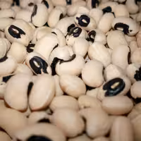 لوبیا چشم بلبلی درجه یک تولید بذر نوید بسته یک کیلویی