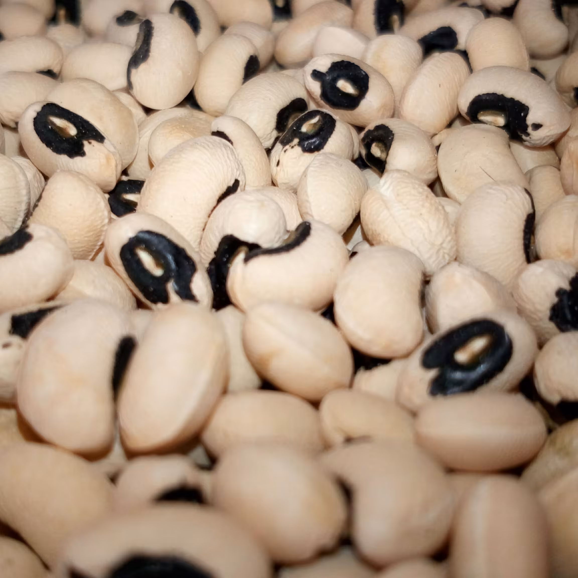 لوبیا چشم بلبلی درجه یک تولید بذر نوید بسته یک کیلویی