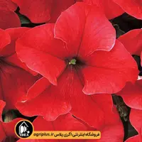 بذر گل اطلسی Dreams پن امریکن