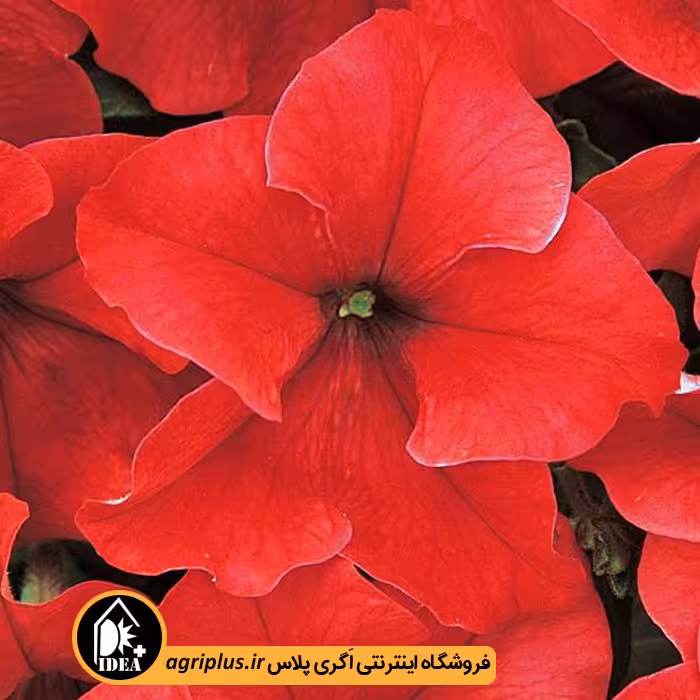 بذر گل اطلسی Dreams پن امریکن