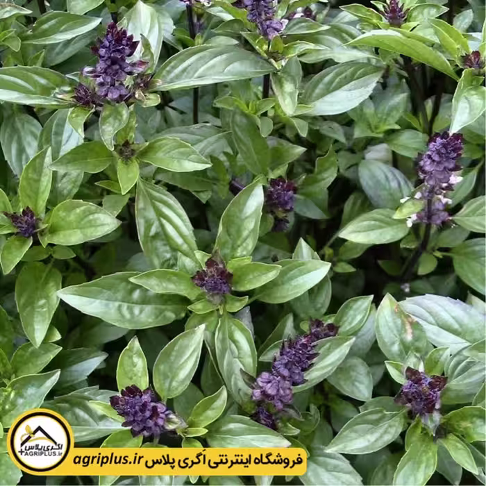 بذر ریحان دارچینی (Ocimum basilicum cinnamon) مولر