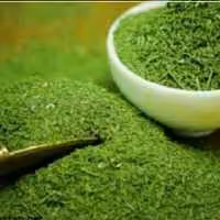 شوید خشک ممتاز فدک (100گرم)