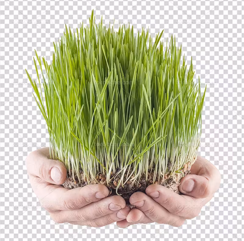 عکس PNG سبزه نوروزی | گرافیک با طعم تربچه