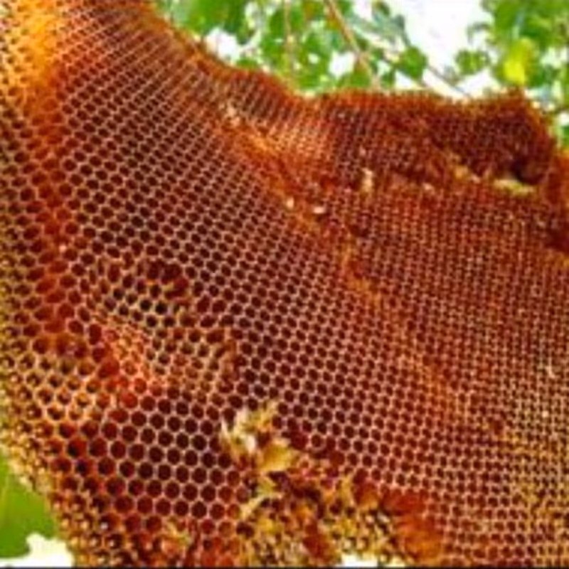 عسل طبیعی یک کیلویی