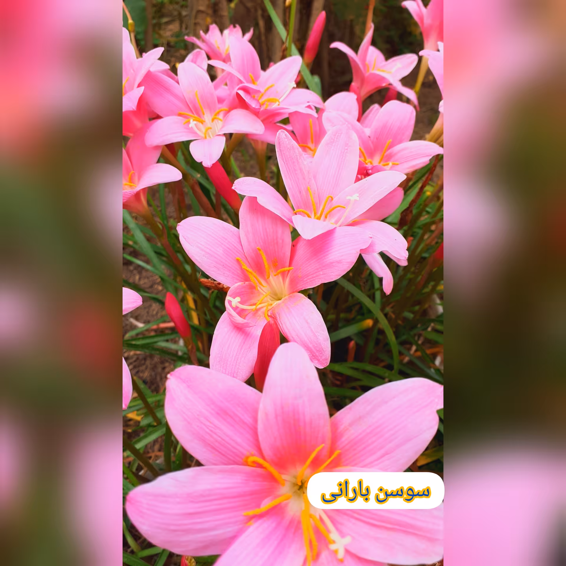 پیاز گل سوسن بارانی 3 عدد ارسال از گیلان (پس کرایه)