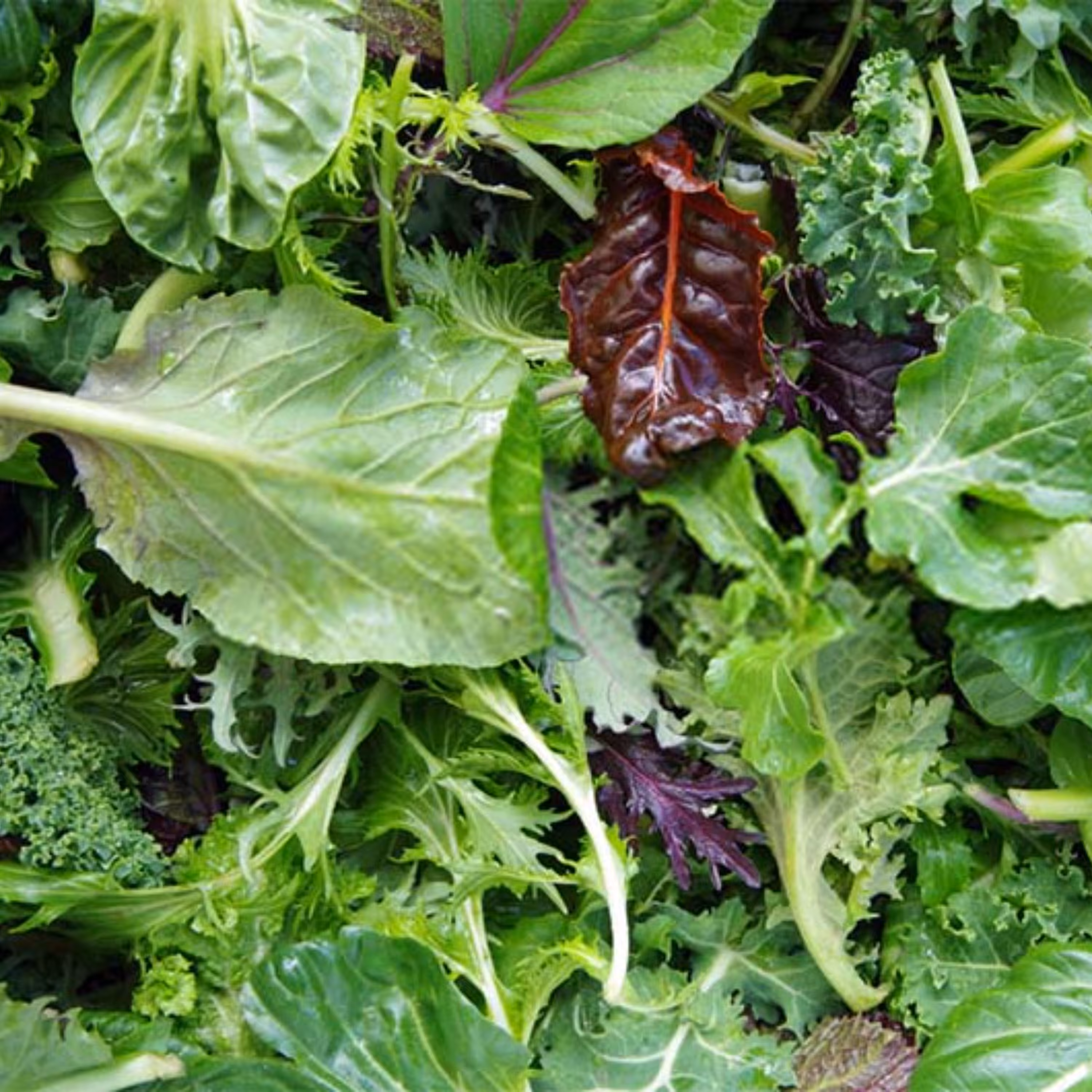 بذر سبزیجات سالادی ژاپنی بسته 30 عددی