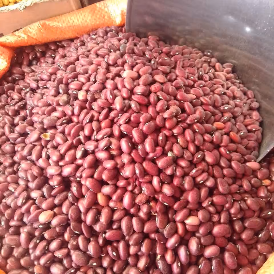 لوبیای قرمز تازه و درجه یک زود پخت (یک کیلو گرم)