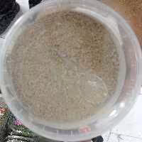 قوتو خالص مغز