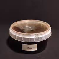 فروش رب انار