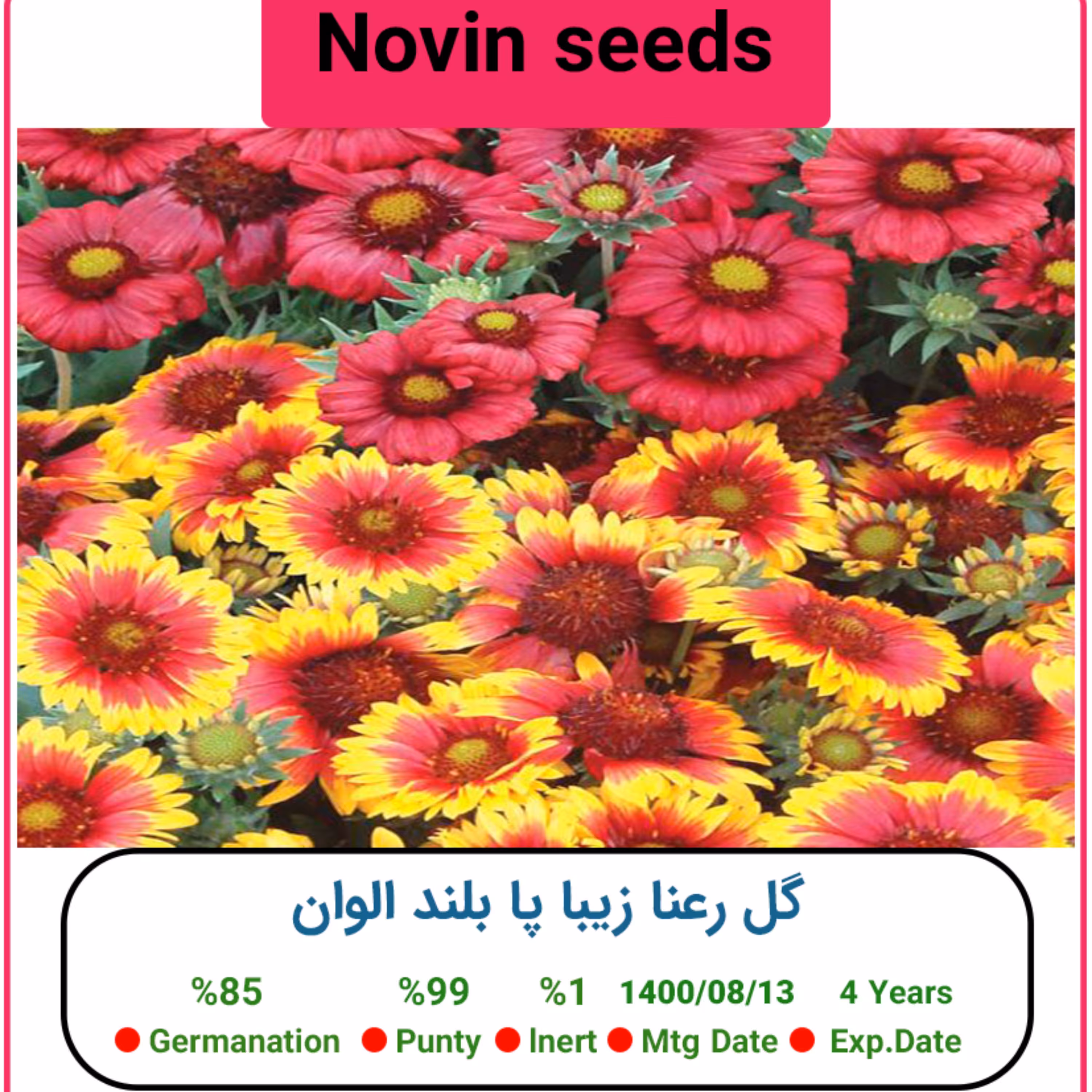 بذر گل رعنا زیبا پا بلند الوان