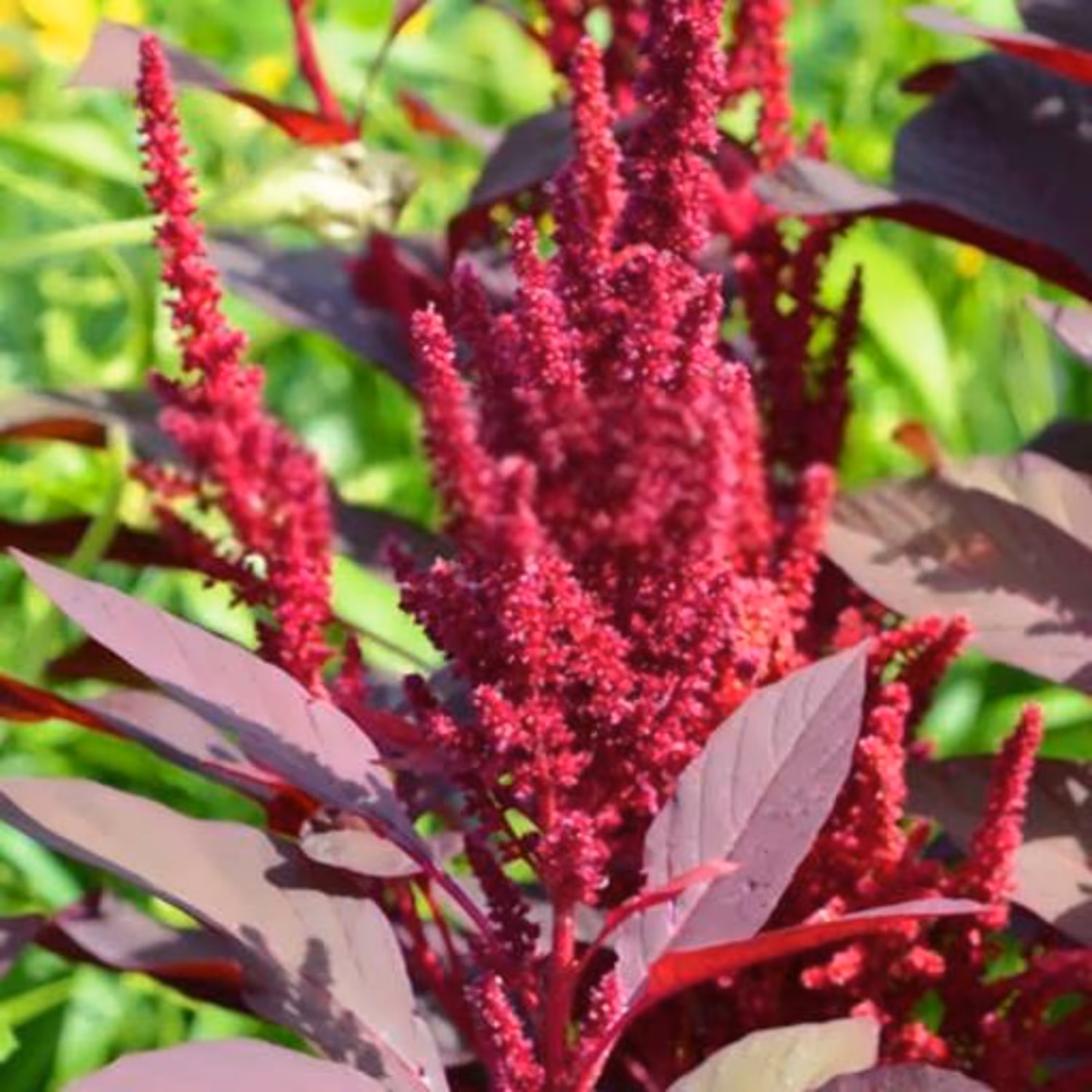 بذر آمارانت آمریکایی 10 گرمی