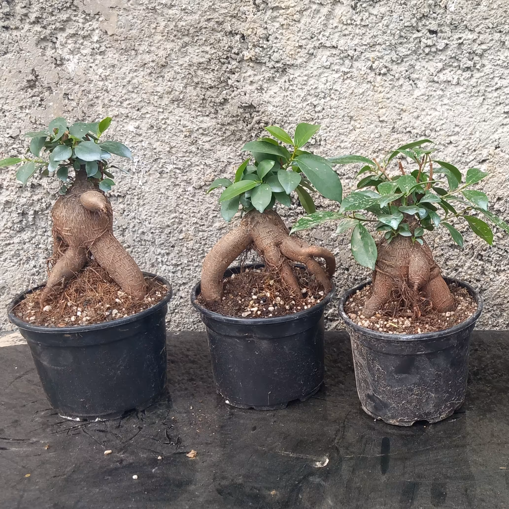 بنسای