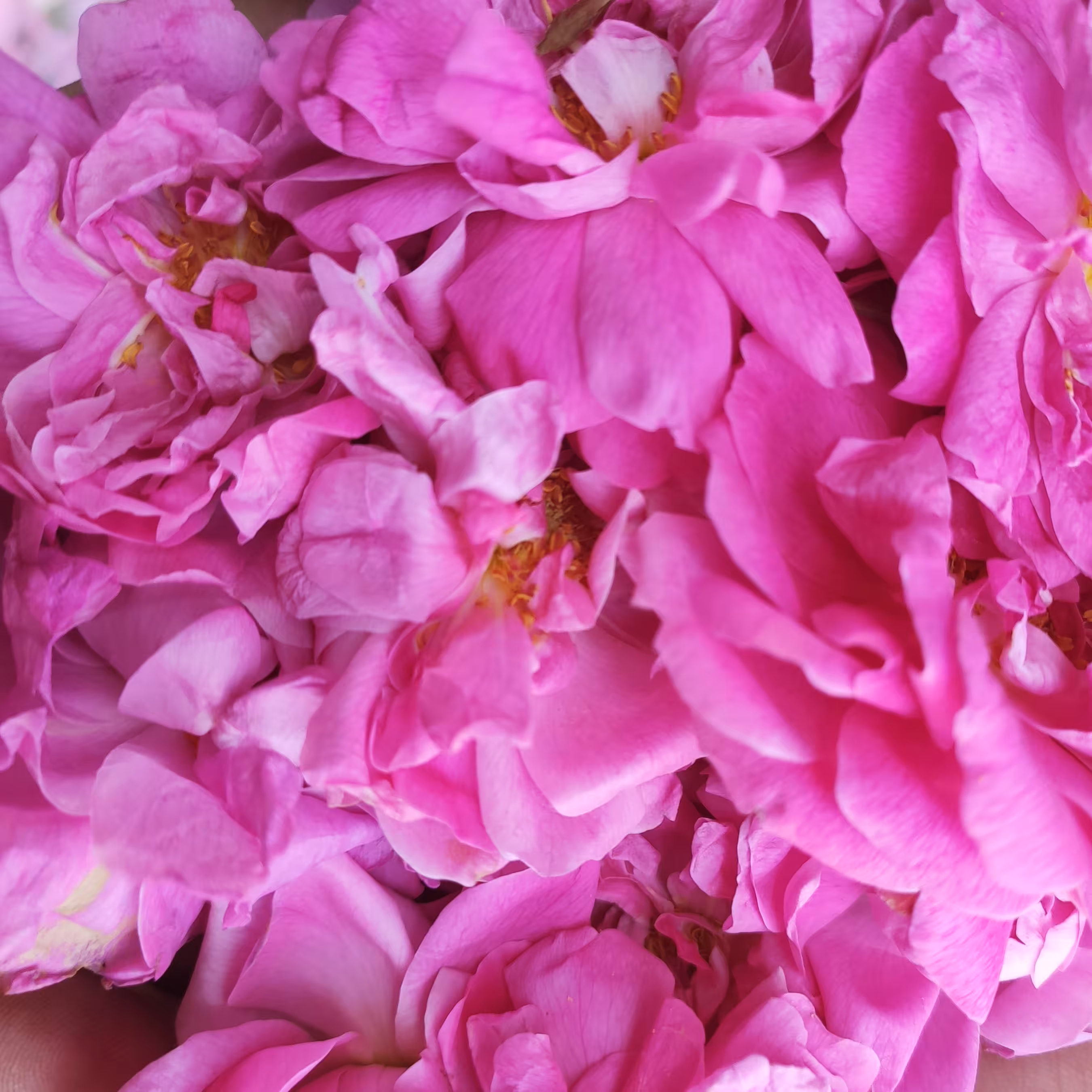 گل محمدی خشک