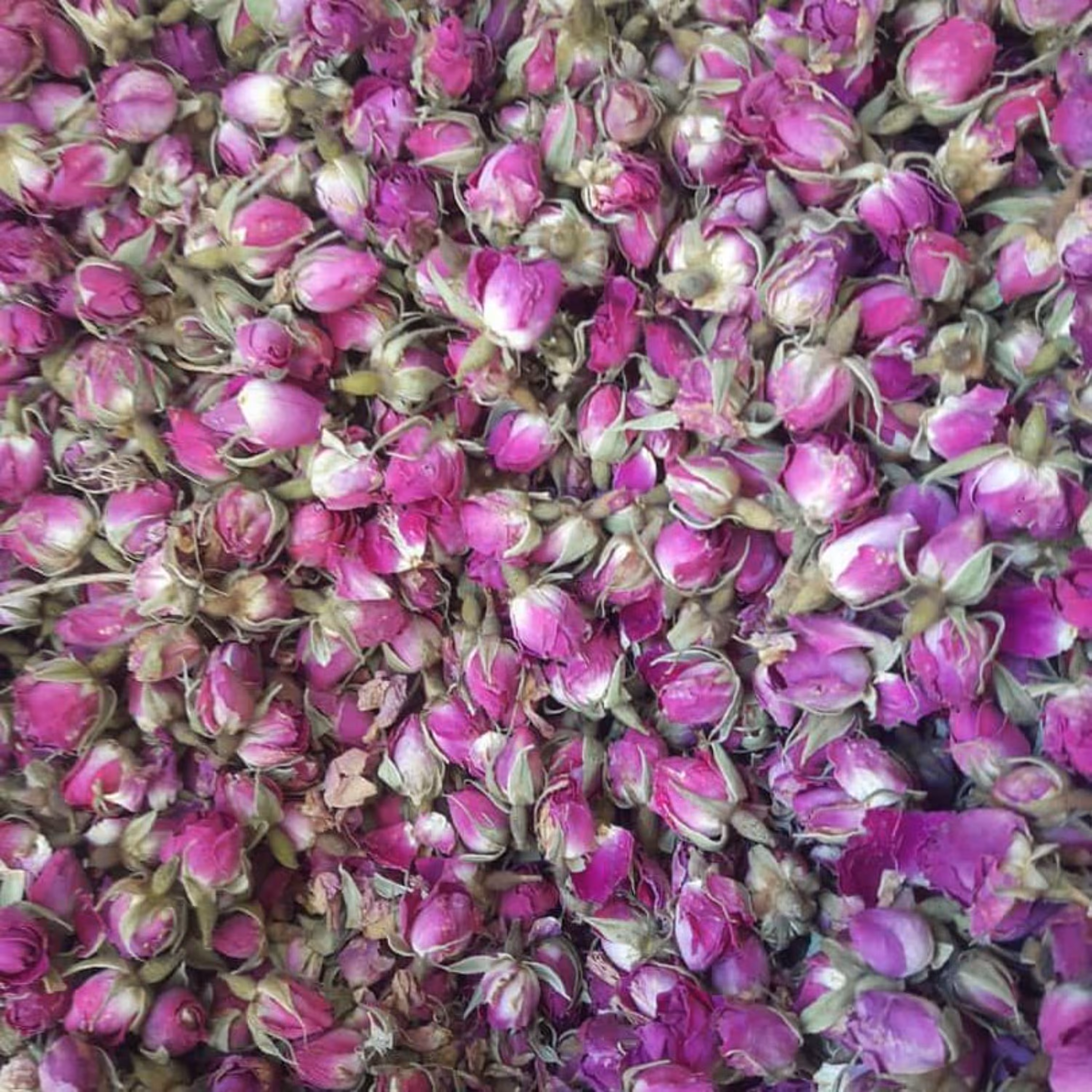 غنچه گل محمدی