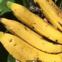 نهال موز سردسیر غول آسا