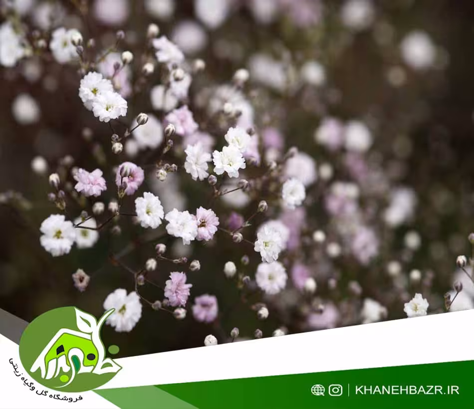 بذر گل ژیپسوفیلا 20 عدد - خانه بذر | فروشگاه بذر وارداتی گل و گیاه زینتی 1404
