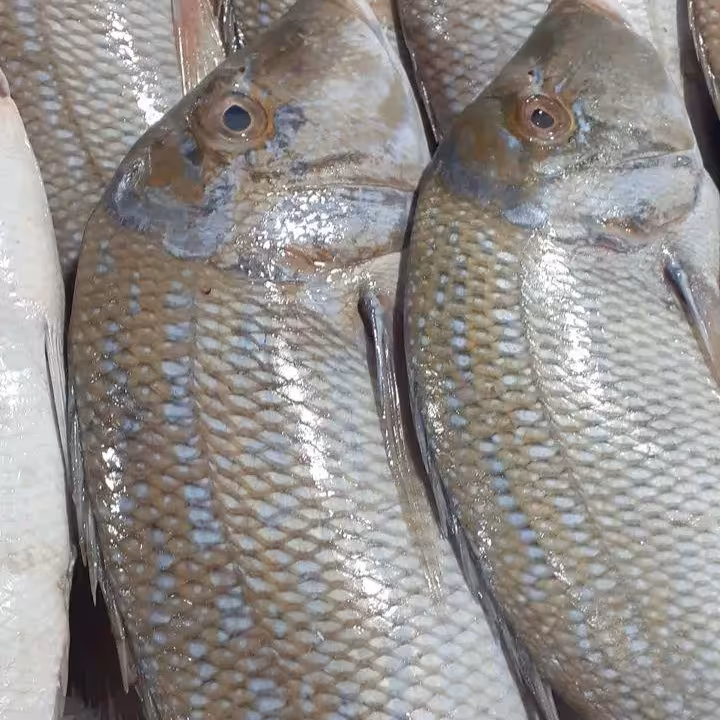 ماهی شعری یا شهری صیدروز