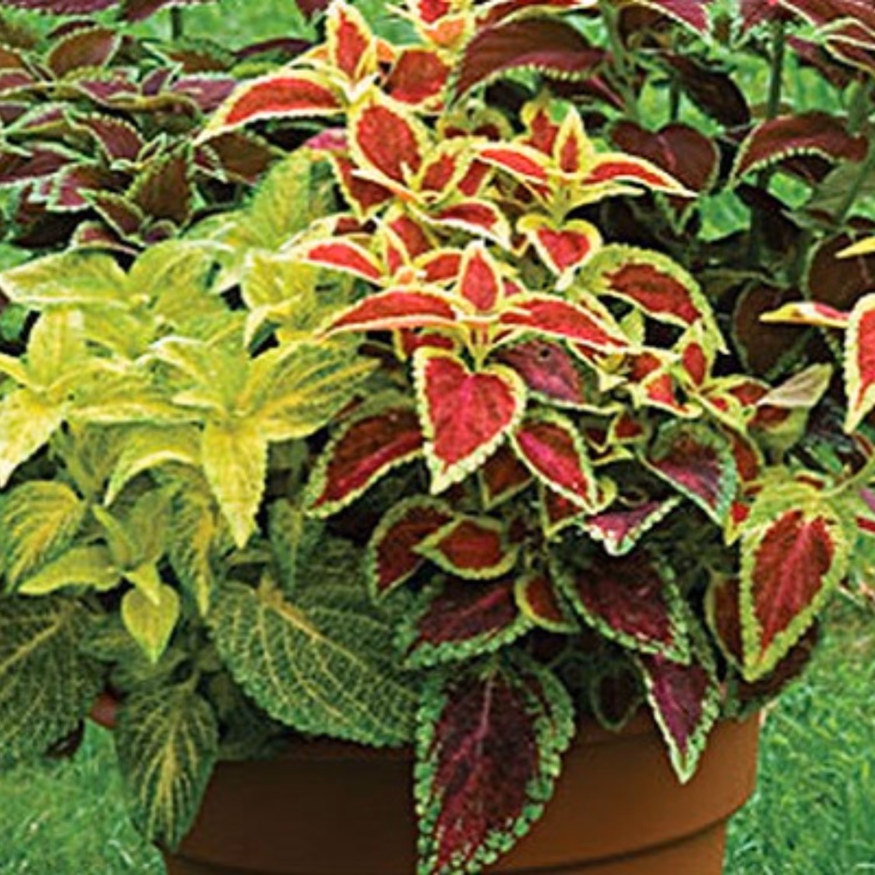 بذر حسن یوسف میکس 10 عددی 