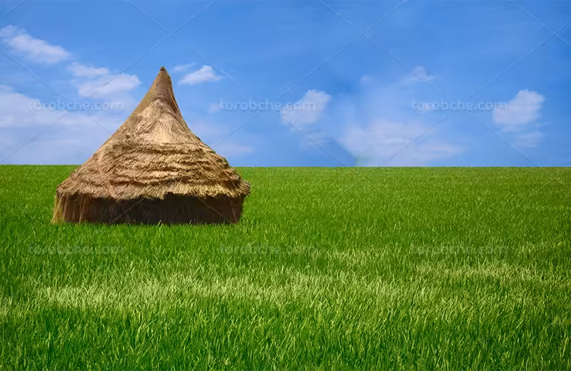 عکس با کیفیت زمین شالیکاری | گرافیک با طعم تربچه