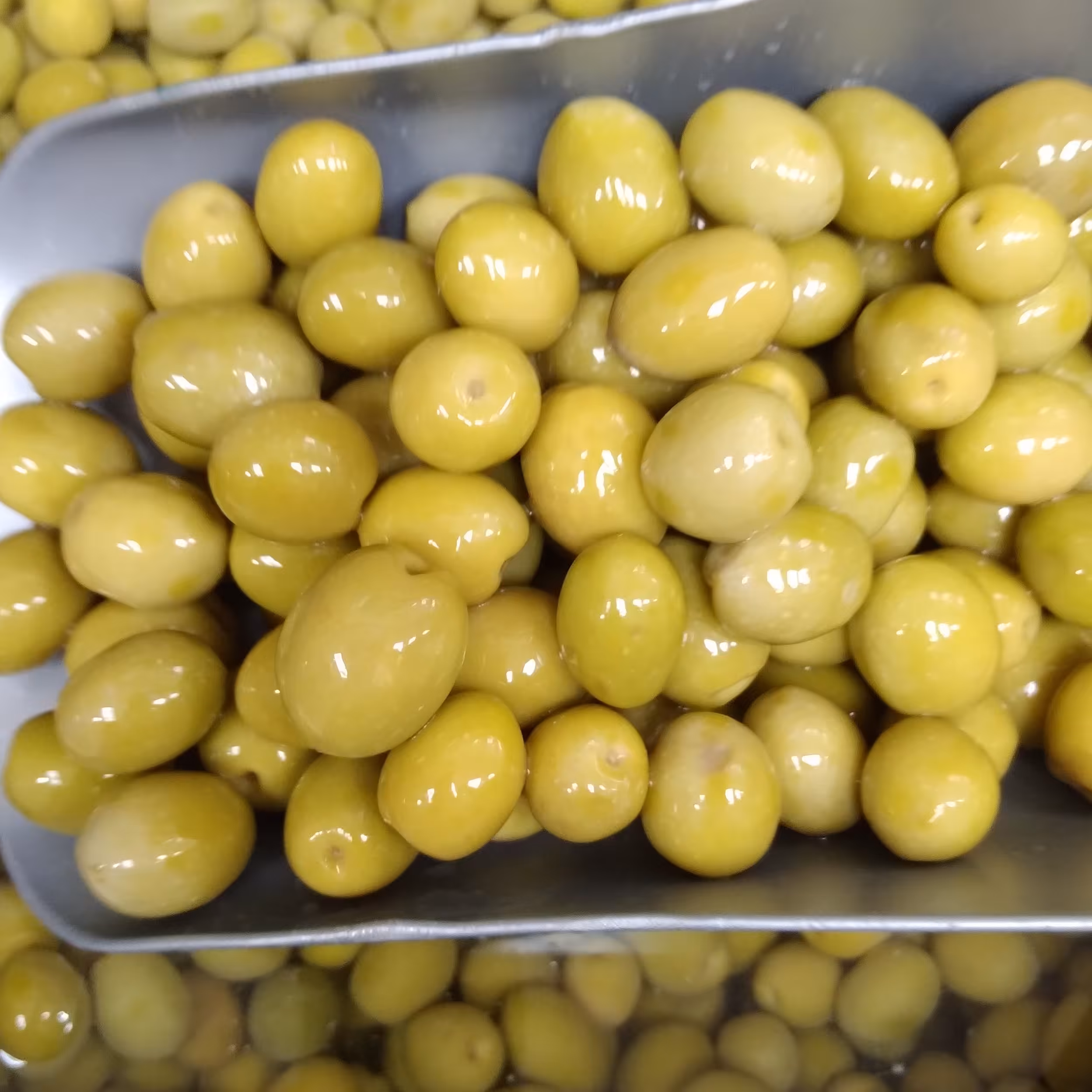 زیتون کنسرویی سایز  درشت و متوسط با طعمی بینظیر(پس کرایه)