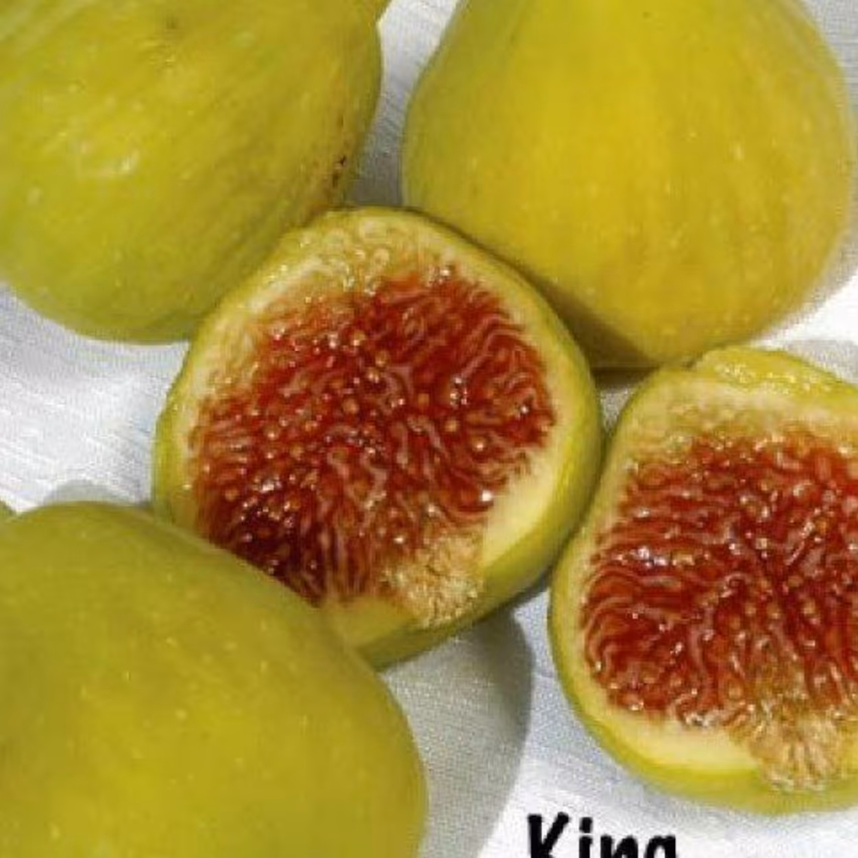 نهال انجیر غول آسا ترکیه ای سه ساله