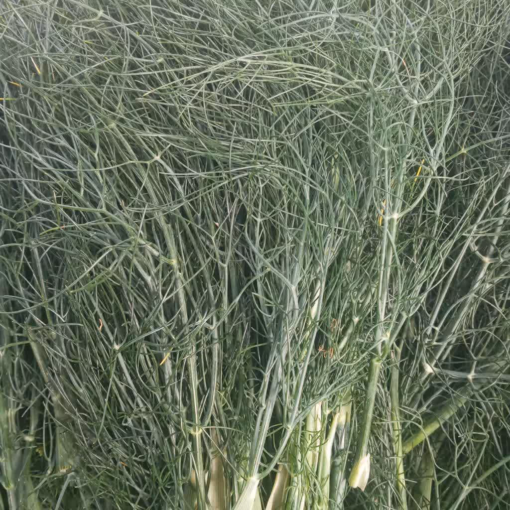 رازیانه تازه 100 گرم 60