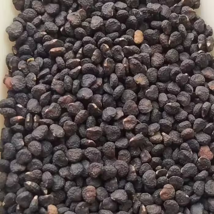 بذر گیاه داتوره ( تاتوره ) 75 گرمی