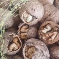 گردو پوست کاغذی