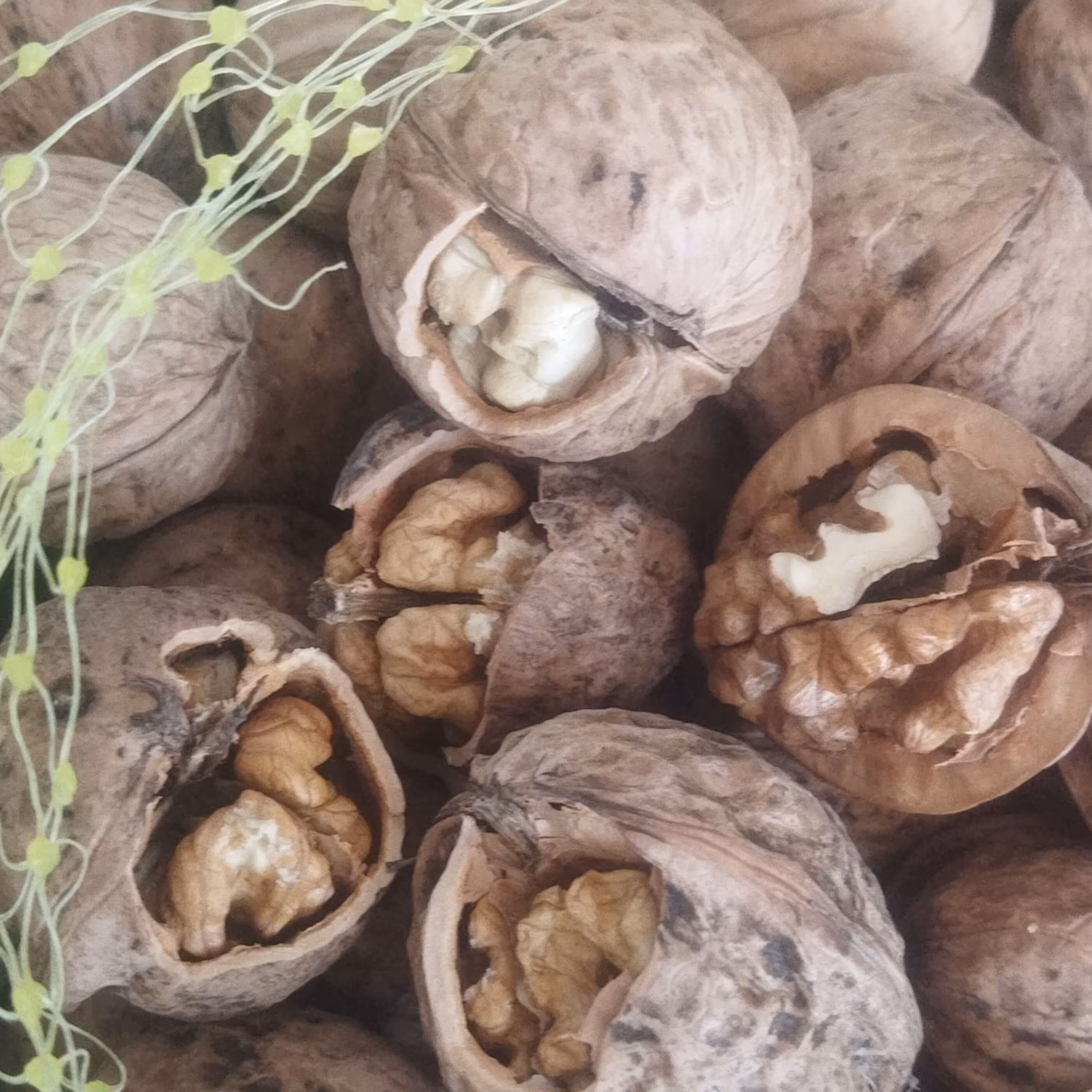 گردو پوست کاغذی