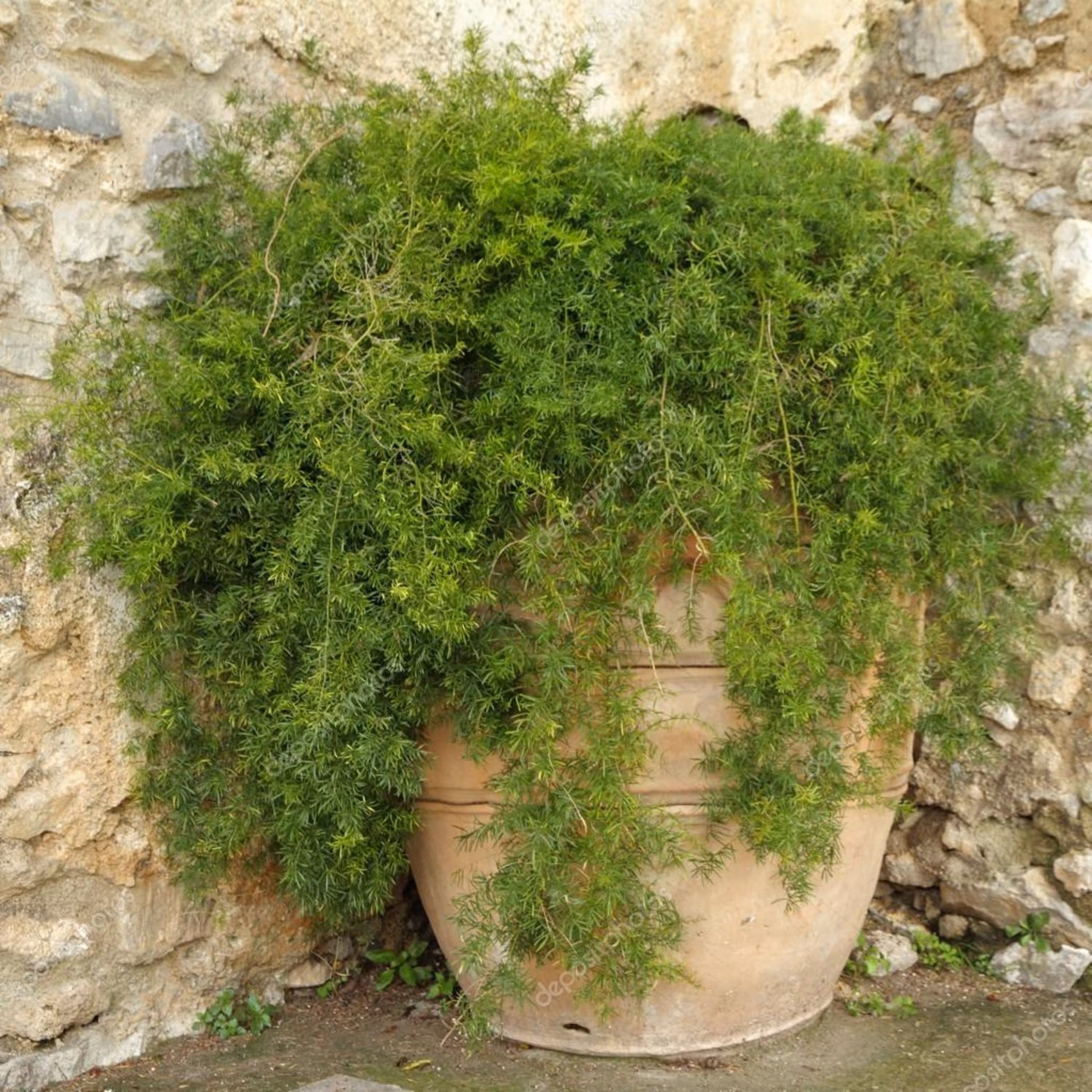 بذر شویدی 1گرمی