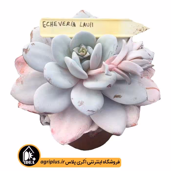 بذر ساکولنت Echeveria Lauii