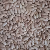 لوبیا کشاورزی یا لوبیا رشتی