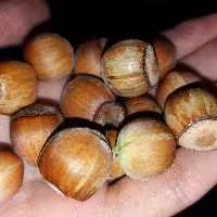 فندق خام نیم کیلویی امسالی اشکور