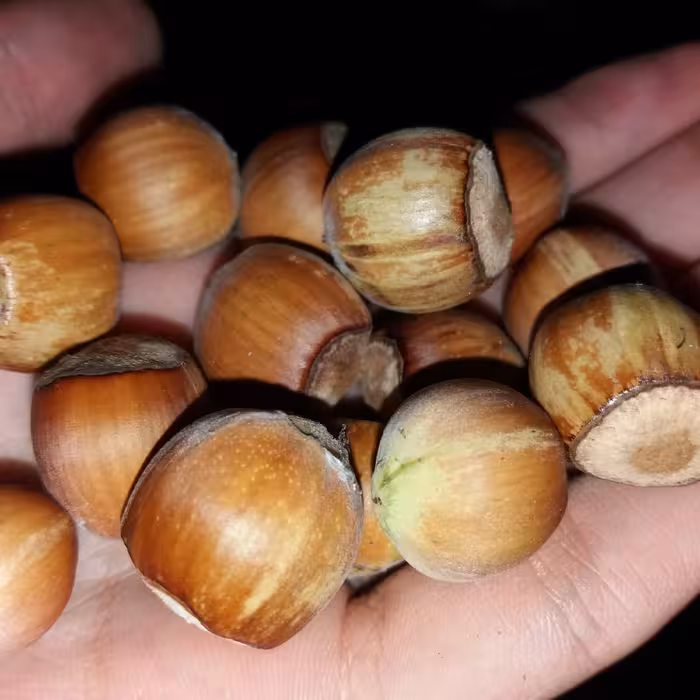 فندق خام نیم کیلویی امسالی اشکور