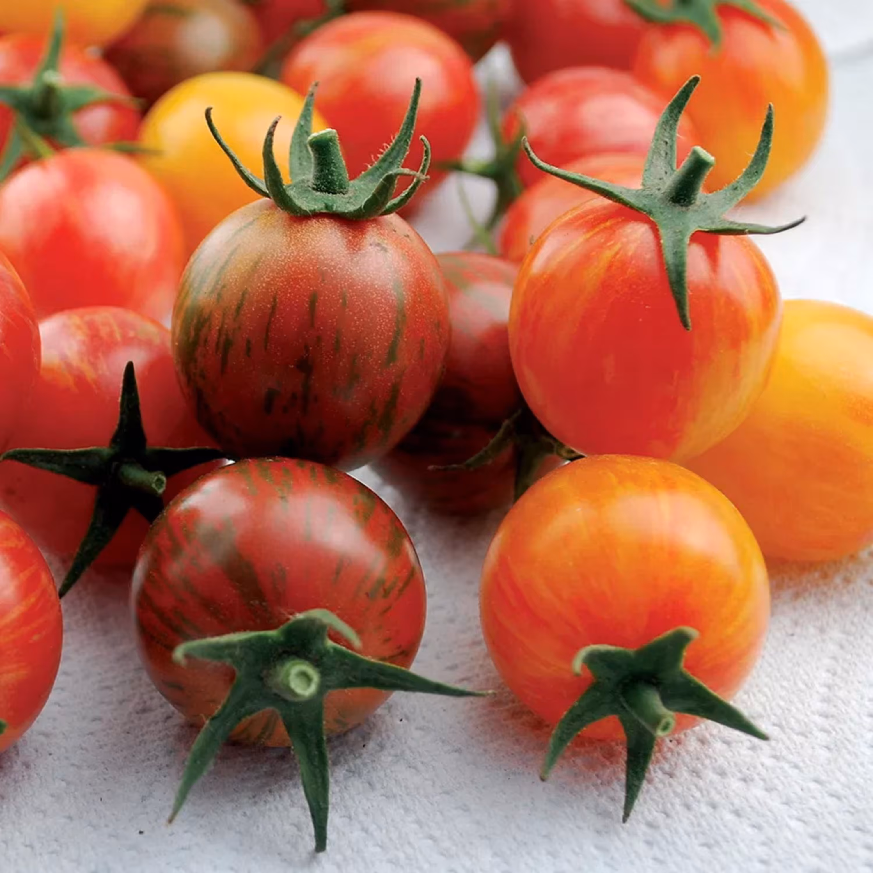 بذر گوجه چری ببری قرمز درختی