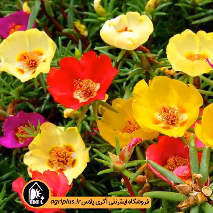 بذر گل ناز آفتابی بسته بندی خانگی