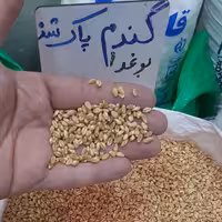 گندم  پاک شده مناسب سمنو و جوانه گندم