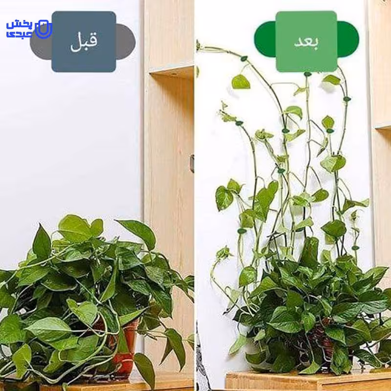 گیره نگهدارنده گل پتوس(10عددی)