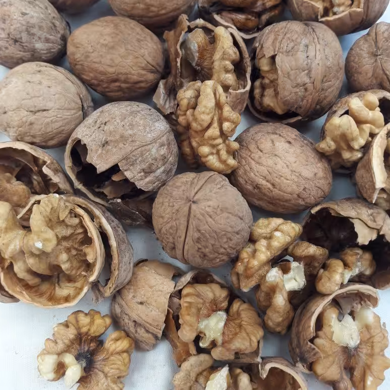 گردو با پوست محصول آذربایجان